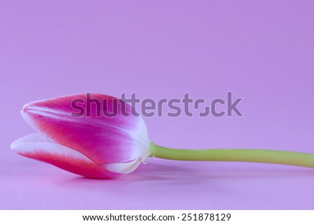 Beaituful pink tulip. One beaituful pink tulip on background