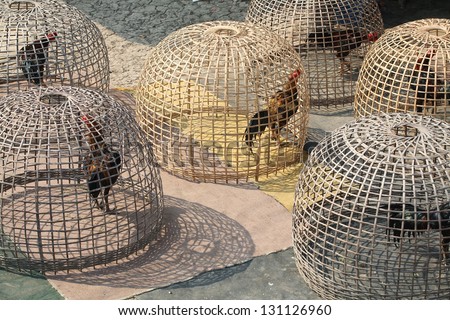 fighting cock in bamboo cage.