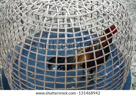 fighting cock in cage.