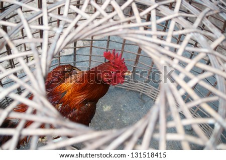 thai fighting cock in tradition bamboo cage.