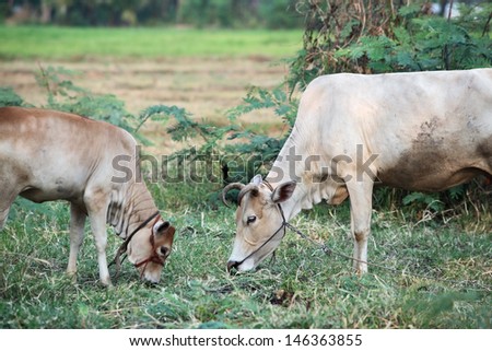 cow and calf eating grass.