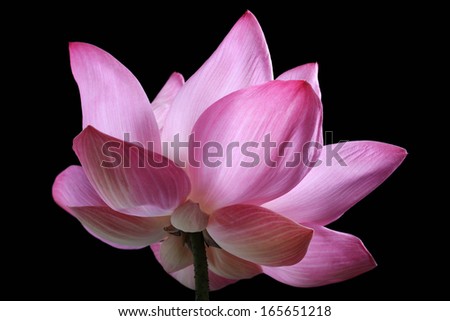 colorful lotus flower isolated on black background