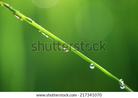 insect on fresh leaf with dew drop