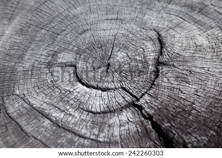 abstract of old stump