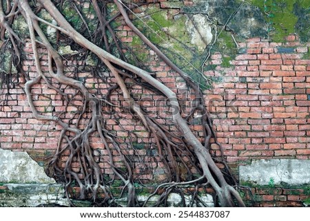 Similar – Image, Stock Photo urban interweaving of nature, people and culture
