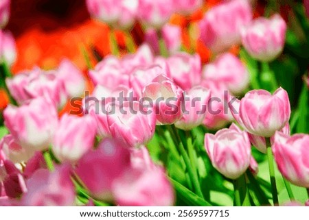 Similar – Image, Stock Photo Delicate pink tulips with stems and leaves on white background. Floral border. Springtime concept. Mother day greeting card. Beauty