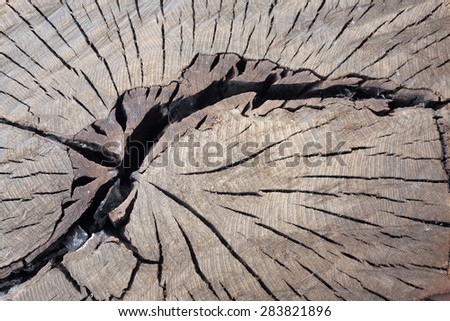 grunge texture of old stump