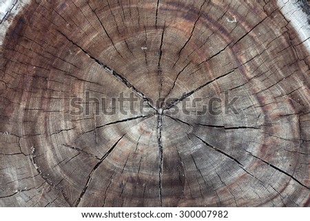 cross section of old stump