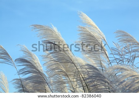 Feather grass in wind against a blue sky