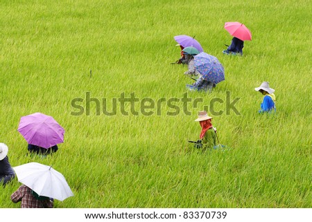 group of farmer working in rice field.