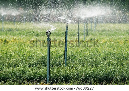 Water sprinkler system working on a nursery plantation