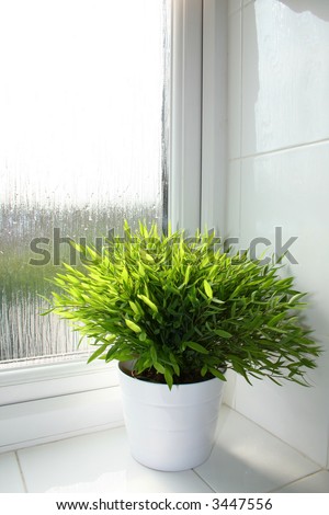 Bamboo plant in a white pot in a bathroom window sill.