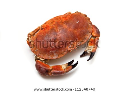 Cooked edible brown crab from the Orkney Isles, isolated on a white studio background.