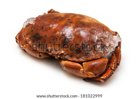 Frozen cooked edible brown crab, isolated on a white studio background.