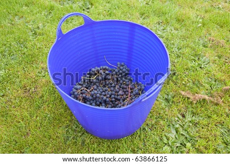 Bucket of Black grapes picked for wine-making, Hampshire, England.