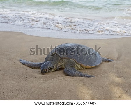 Dead sea turtle on sandy beach. Hawaii, Maui.