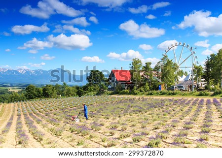 Furano, Japan - July 8,2015: Farmer working in a lavender field in Furano and panoramic wheel on background
