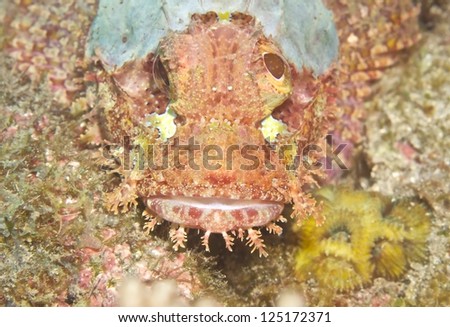 Scorpion Fish on the reef:Liuqiu, Pingtung County, Taiwan