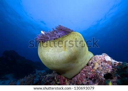 clown fishes in anemone/clown fish/marine life