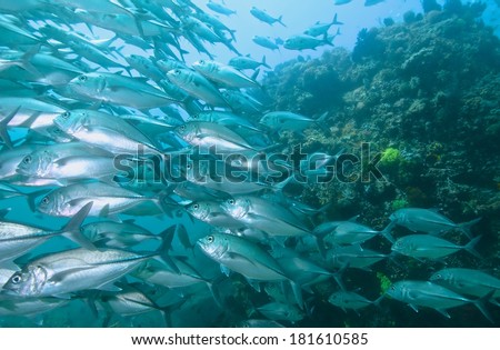 School of jack fish in the shallow, Marine life.