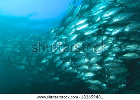 School of jack fish with coral underwater, marine life.