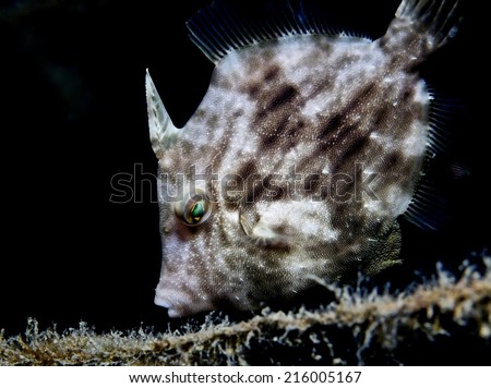 Tropical fish underwater in dark background.