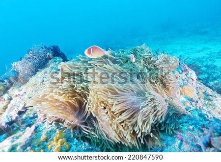clown fish in anemone/clown fish/marine life, Liuqiu, Pingtung County/Taiwan