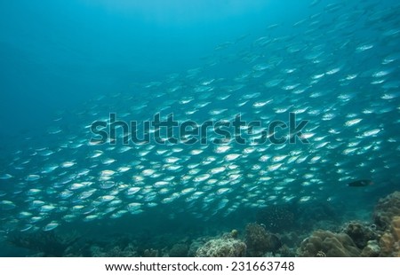 Fish ball of scad fish in coral reef of Dimakya Island, Palawan.