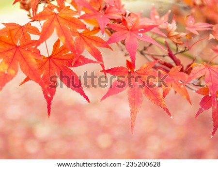 Red japanese maple leaves background.