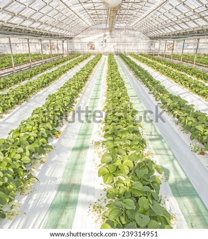 Strawberry field in green house.