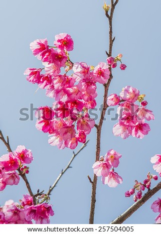 Beautiful pink cherry blossom (Sakura) flower at full bloom in Taiwan.