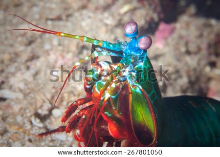 A mantis shrimp lives on a coral reef in the Philippines.