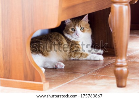 Beautiful cat sitting on the floor, under the kitchen table