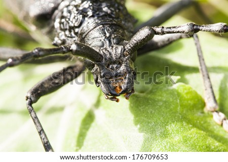 Cerambyx cerdo - a big black insect with big antennas who likes to eat oak tree bark. Macro details from the head