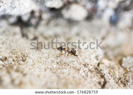 Small ant on a cement surface with cement background