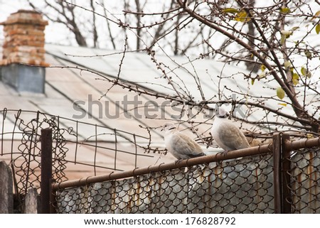 Pigeons on a metallic fence in the village