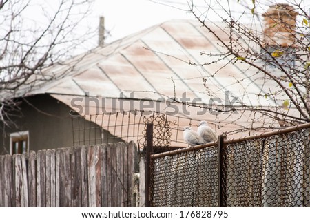 Pigeons on a metallic fence