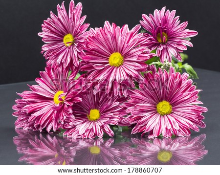 Group of beautiful chrysanthemum flowers with leaves, details and reflexions on a dark background