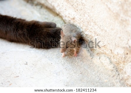 Black cat paw and mouse in a hunter - prey relation