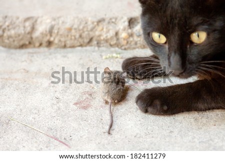 Black cat and mouse in a hunter - prey relation