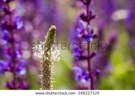 Plantain flower (Plantago lanceolata) with blue flowers and grass in the background