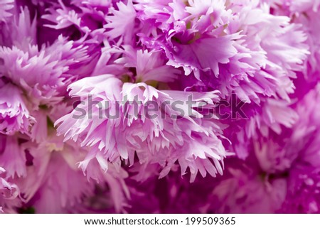 Details from beautiful wild carnations - natural texture