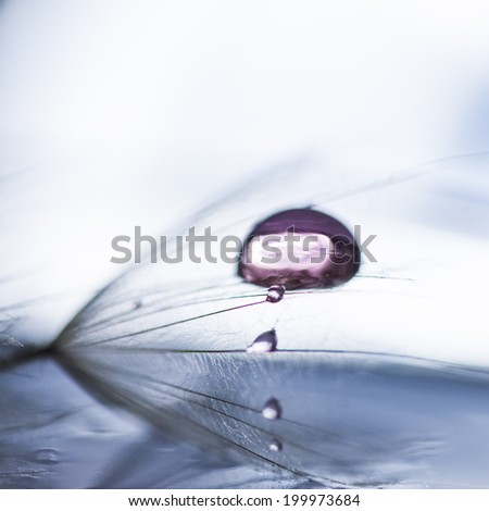 Macro, abstract composition with water drops on dandelion seeds