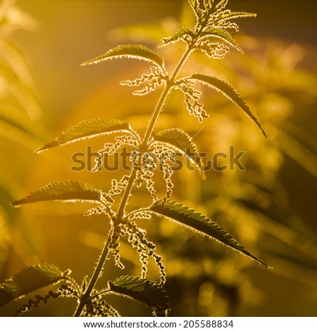Nettle (Urtica dioica) - plant against the light in the sunset light