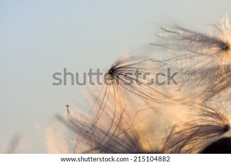 Abstract composition with dried plants seeds. Looks like dandelion seeds