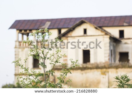 Herbs in the field with old, abandoned house in the background