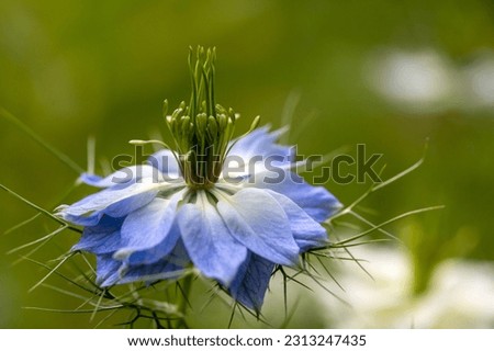 Similar – Image, Stock Photo filigree Love-in-a-mist