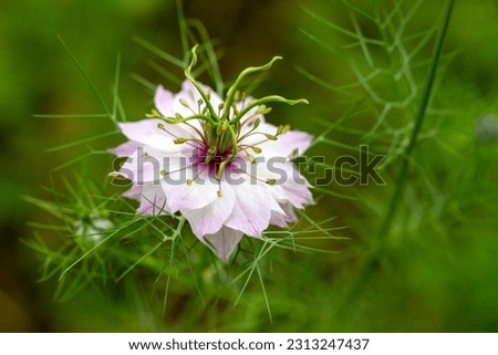 Similar – Image, Stock Photo filigree Love-in-a-mist