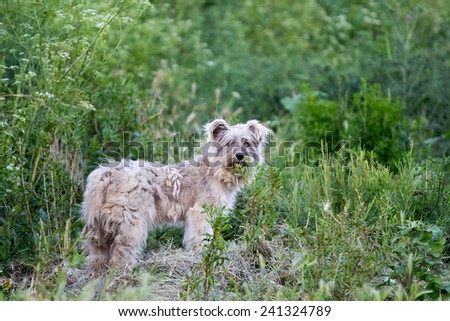Stray dog in the nature looking at the camera