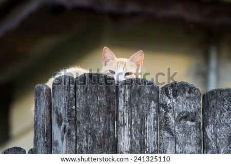 Young orange cat, scared, behind the fence